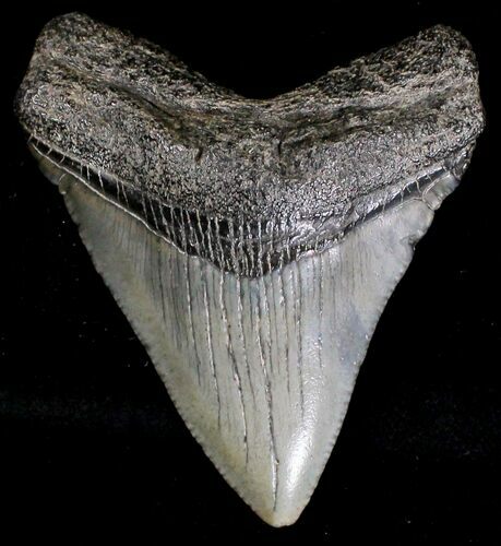 Juvenile Megalodon Tooth - South Carolina #18415